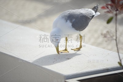 这只名叫拉鲁斯·米歇利斯的海鸥正在长凳上吃面包屑。