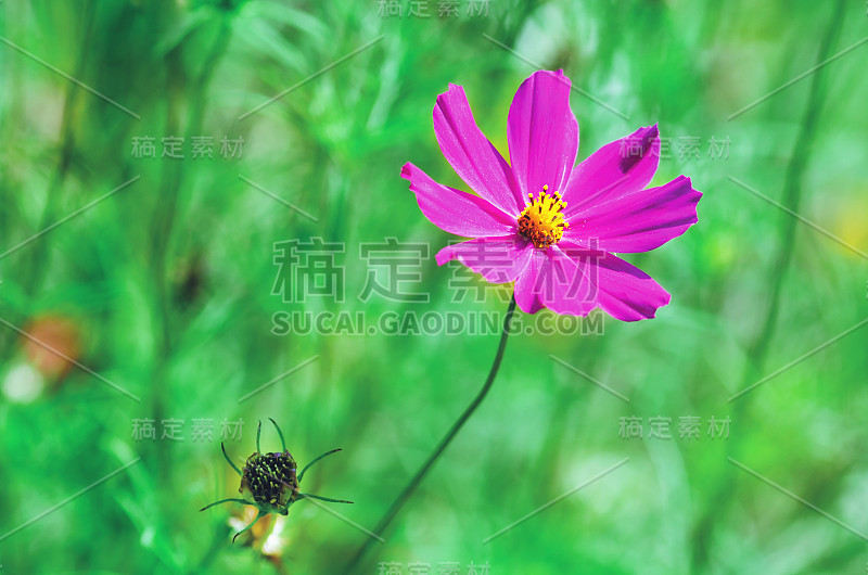 美丽的粉红色宇宙花在夏季花园里盛开