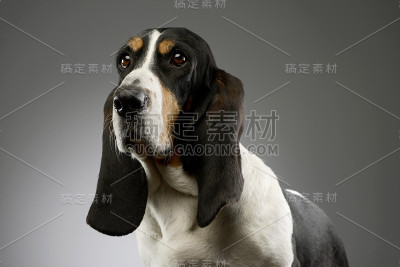 可爱的巴吉度猎犬的肖像