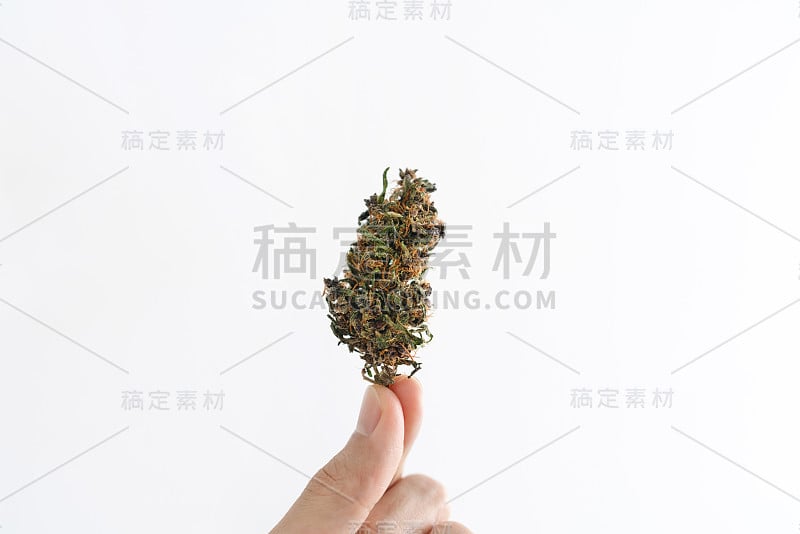 手捧医用大麻花蕾，孤立在白色背景上