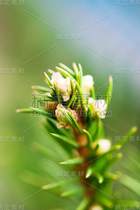 早春落叶松木材上粉红色的花