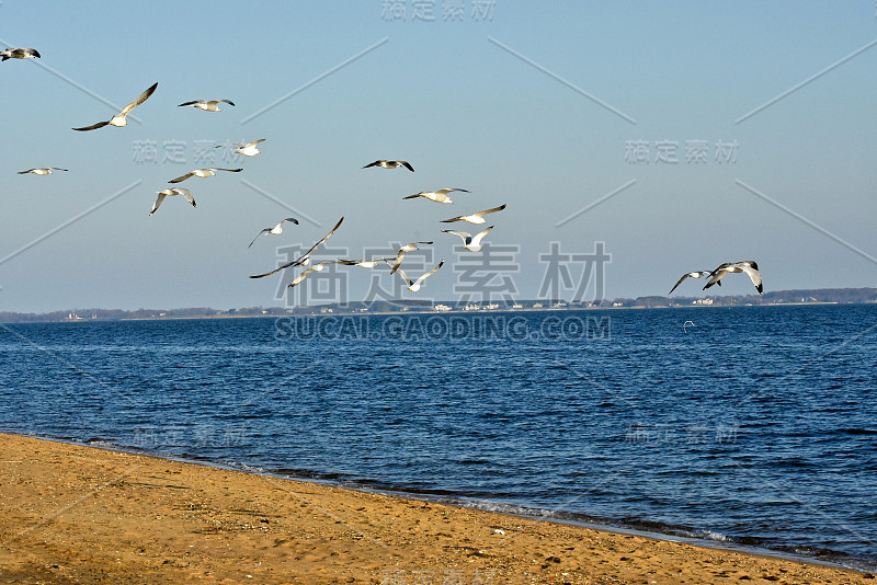 一群海鸥飞过海洋