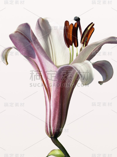 百合开花