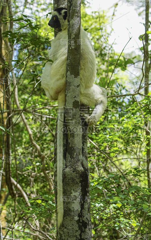 野生维罗狐猴“白狐猴”生活在印度洋的非洲马达加斯加岛