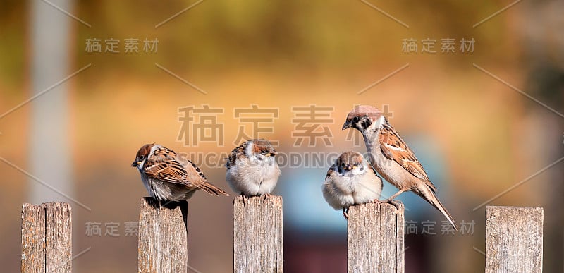 有趣的小鸟，麻雀和小鸡坐在旧木篱笆上