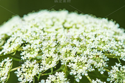 野生胡萝卜