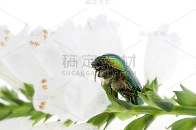 绿色甲虫