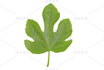 美丽的新鲜无花果叶孤立