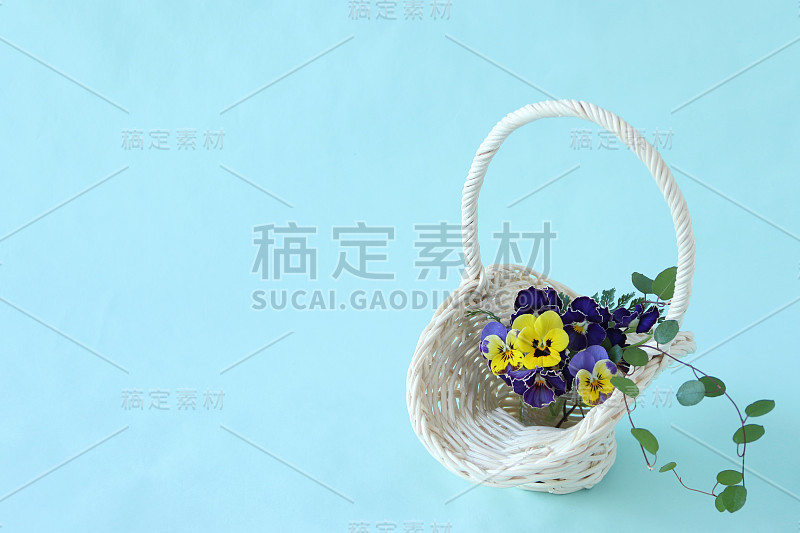 维奥拉(pansy)安排