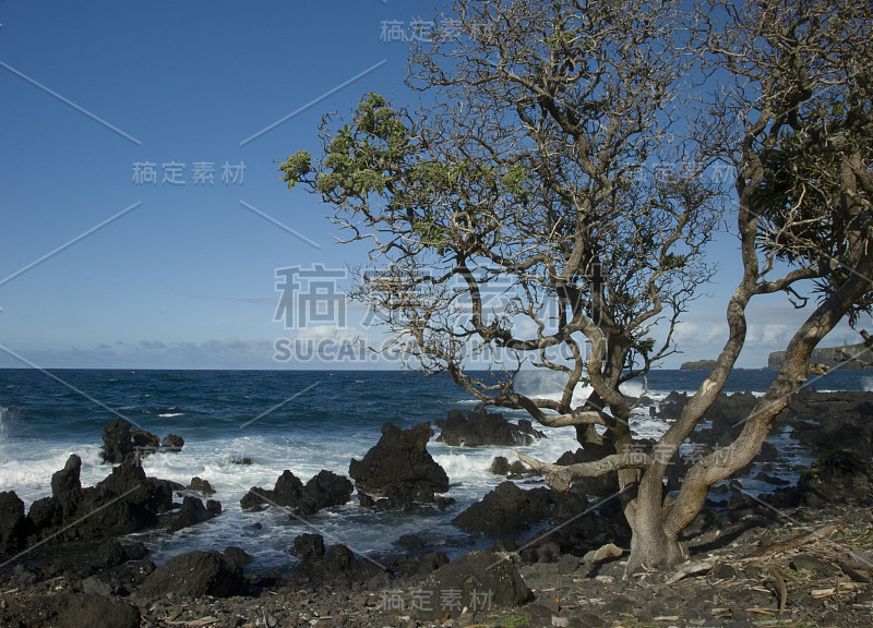 海岸上的疯狂树