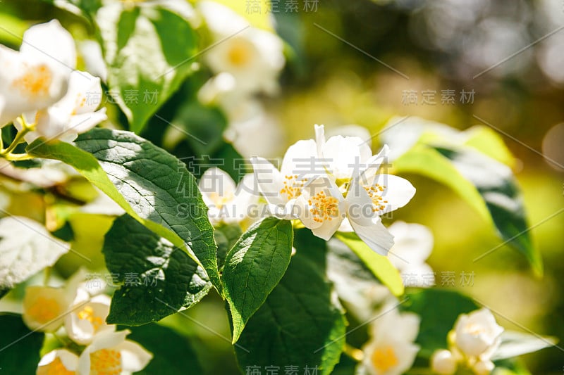 美丽的白色茉莉花在春天盛开。背景与开花的茉莉花灌木。灵动的自然花卉，春暖花开的花园或公园。花艺设计。