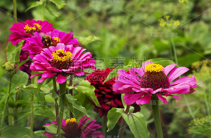 花非洲菊或德兰士瓦雏菊