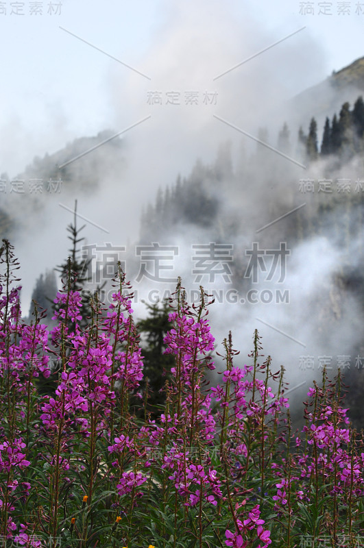 夏天山，扎利斯基·阿拉图。高山，巨石。天山。阿拉木图