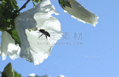 蜜蜂和花