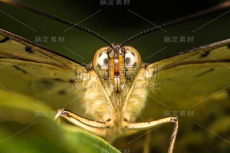 极端蝴蝶特写肖像头像