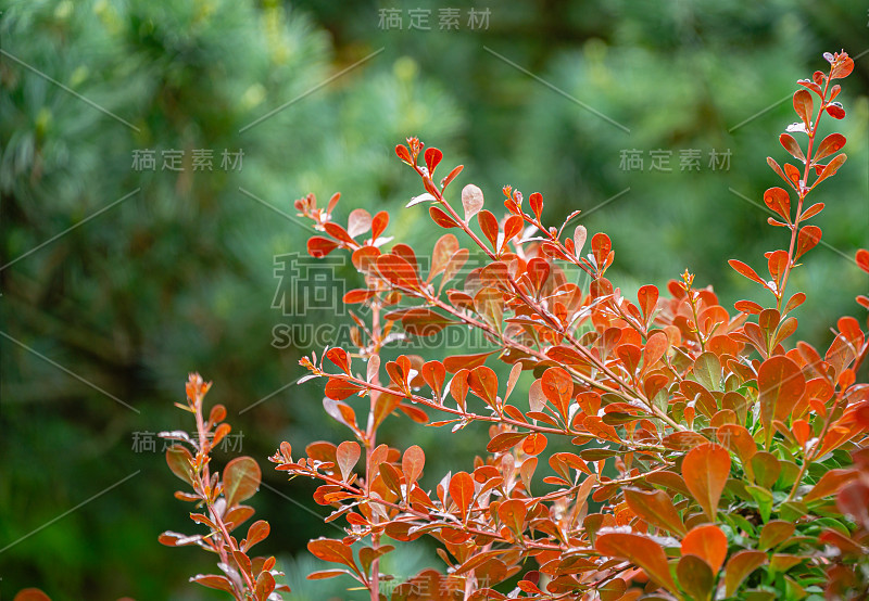 小檗(Berberis thunbergii atropurrea)弯曲枝条上美丽的紫色叶片与任何园