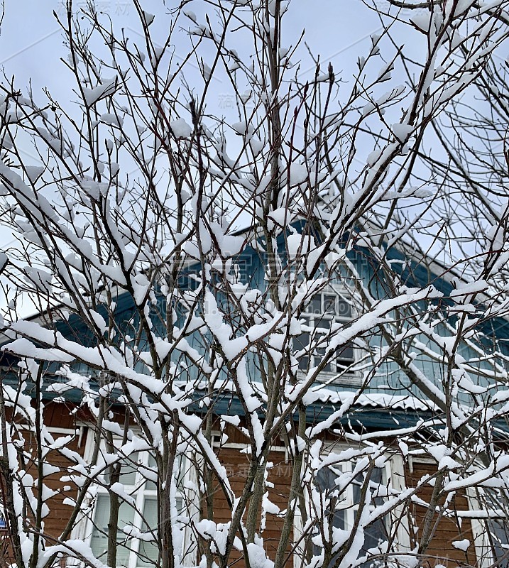 树上的嫩芽在雪地里冻住了