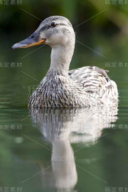 水上母鸭