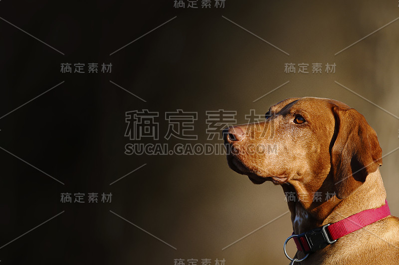 Vizsla，匈牙利猎犬