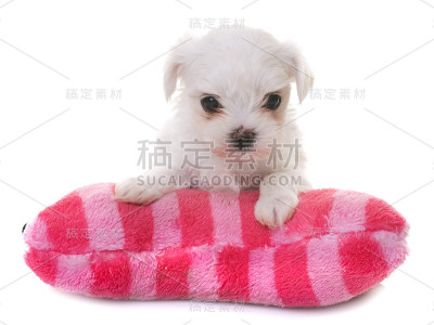 小狗马耳他狗
