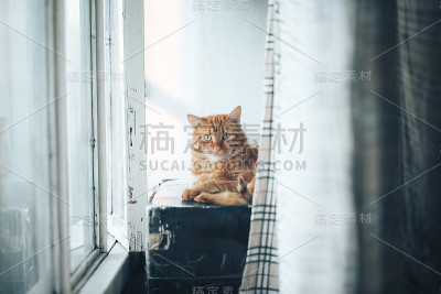 红姜猫