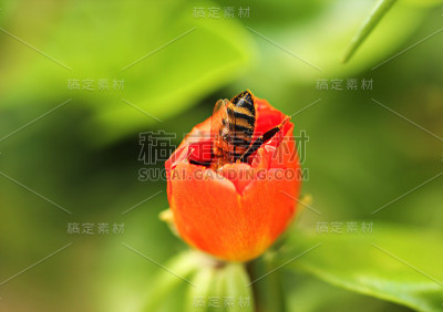 蜜蜂