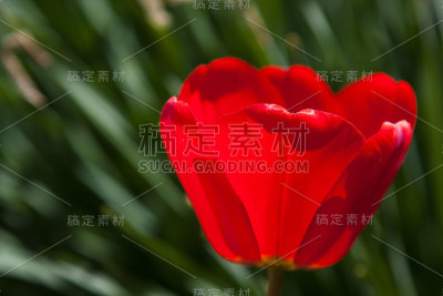 红色罂粟花