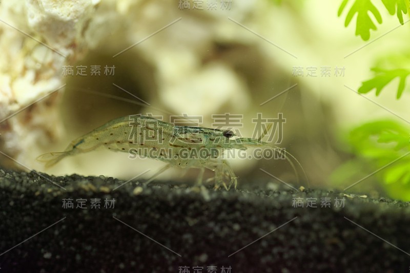 天野虾，Caridina multidentata，在一个水族馆与白色岩石和水生植物