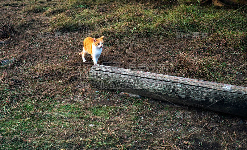 野猫