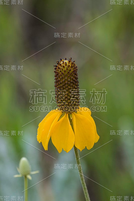 柱状茅属(Ratibida columnifera)，俗称草原松果花(prairie conflow