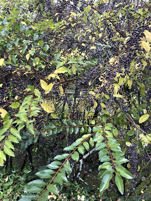 草