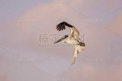 鹈鹕