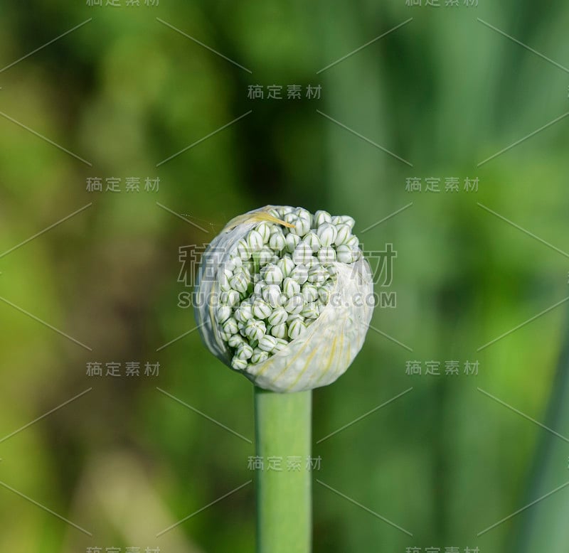 花园里开花的洋葱。芽的洋葱。