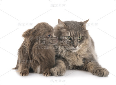 猫和吉娃娃