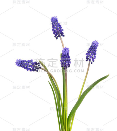 孤立的麝香花在白色背景上。葡萄风信子。美丽的春天的花朵。