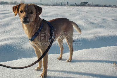 雪地上的宠物