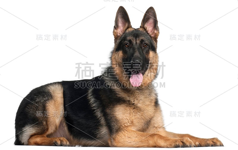 德国牧羊犬，8个月大，躺在白色的背景