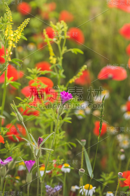 花花绿绿的草本草地上盛开着五颜六色的野花