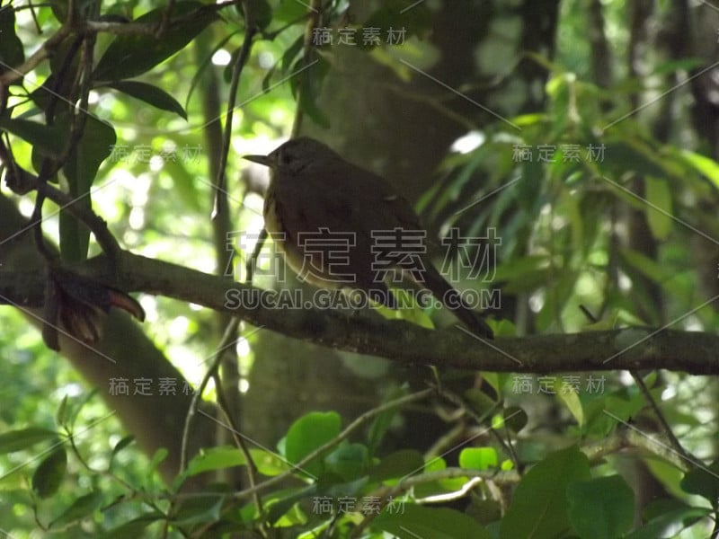 巴西南大河湾阿雷格里港花园散步