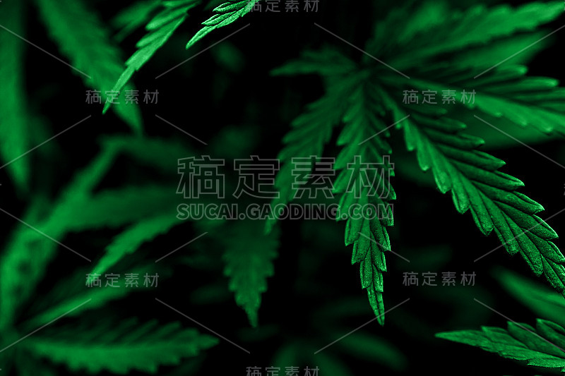 模糊背景上的布什大麻。布什大麻。