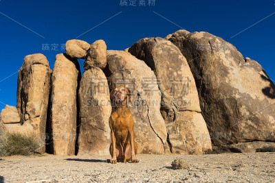 狗坐在约书亚树国家公园的悬崖前