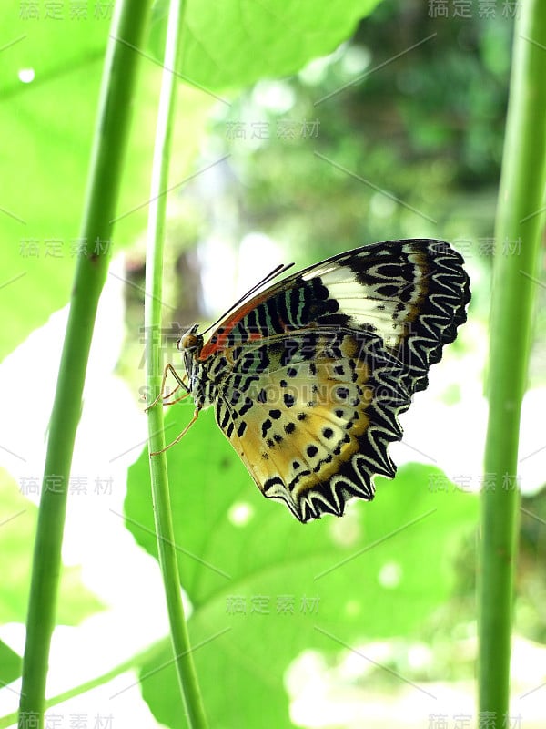 蝴蝶和鲜花