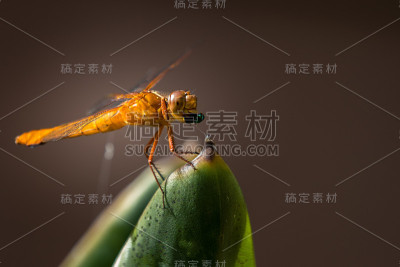 蜻蜓吃苍蝇宏