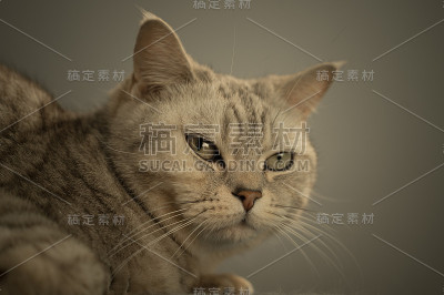 英国猫的肖像