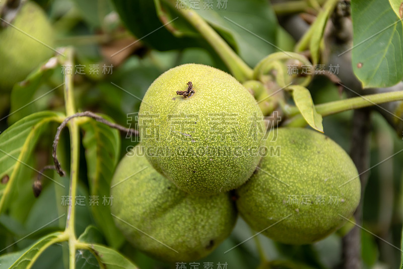 日落时树上有很多核桃。