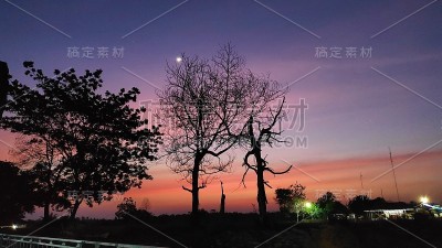 黄昏树上的剪影