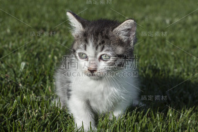 猫看