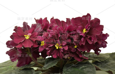 收集非洲紫罗兰