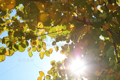 黄叶，灿烂的阳光，季节的秋天