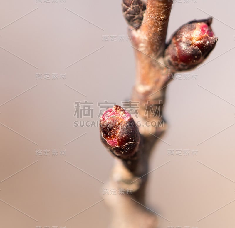 树上的花蕾